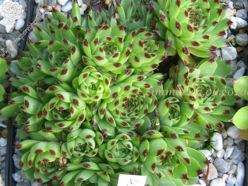 calcareum from Col Bayard
