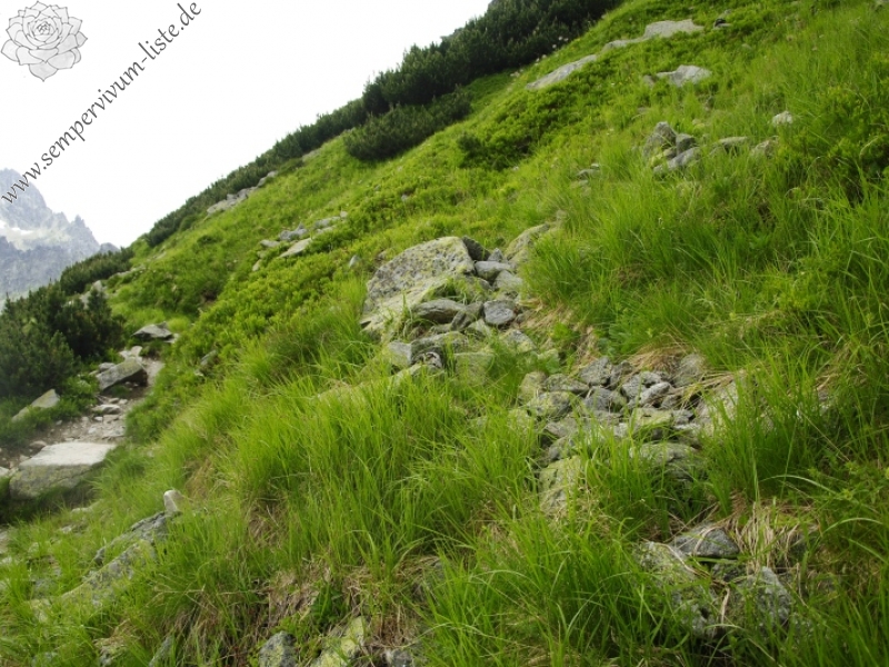 montanum ssp. carpathicum from Ostrva, N Abhang