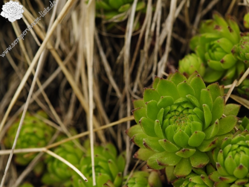 montanum ssp. carpathicum from Ostrva, N Abhang