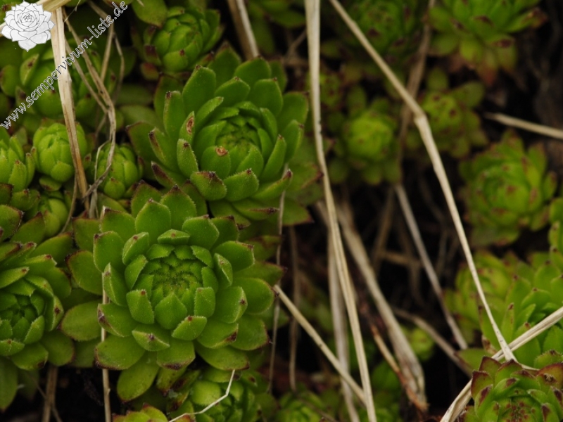 montanum ssp. carpathicum from Ostrva, N Abhang