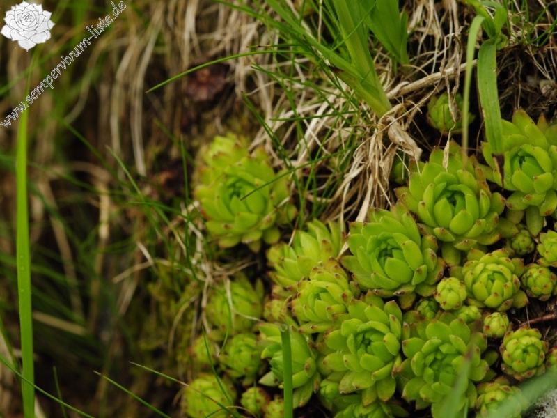 montanum ssp. carpathicum from Ostrva, N Abhang