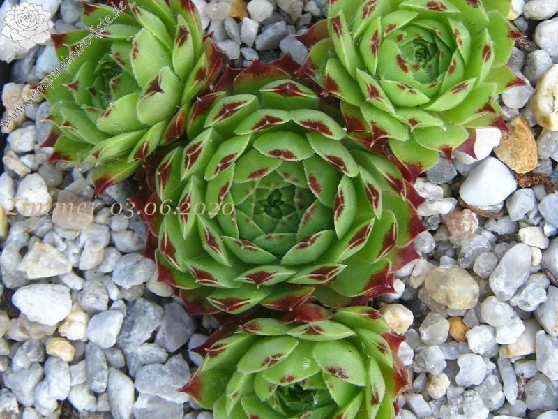 calcareum from La Tour-sur-Tinée