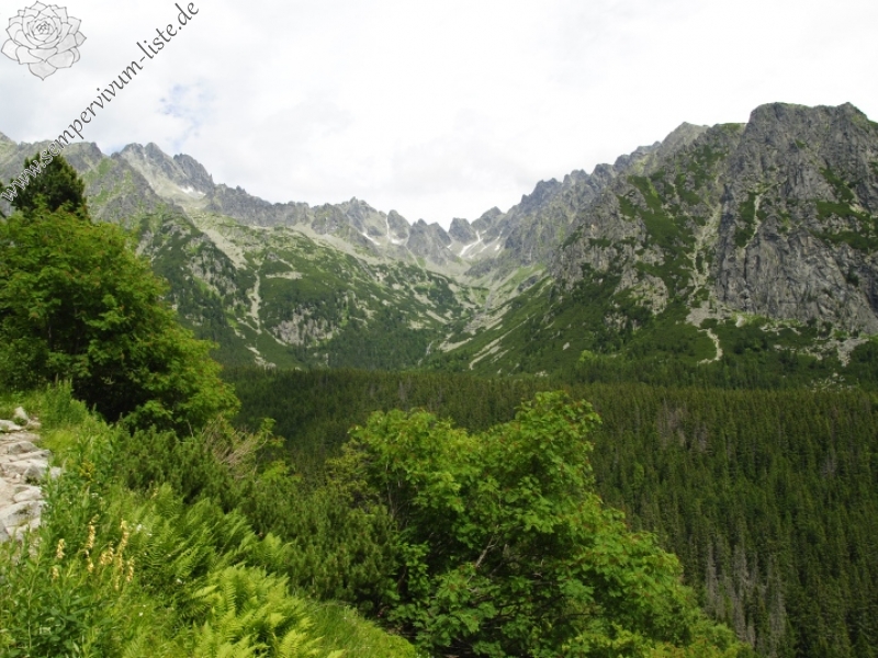 montanum ssp. carpathicum from Patria, SO Abhang