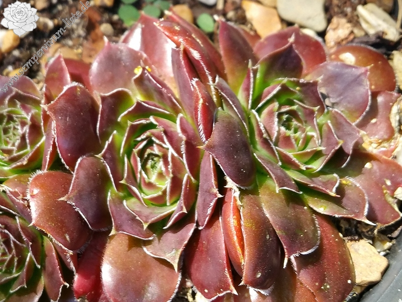 Belle de Crecy / Jovi