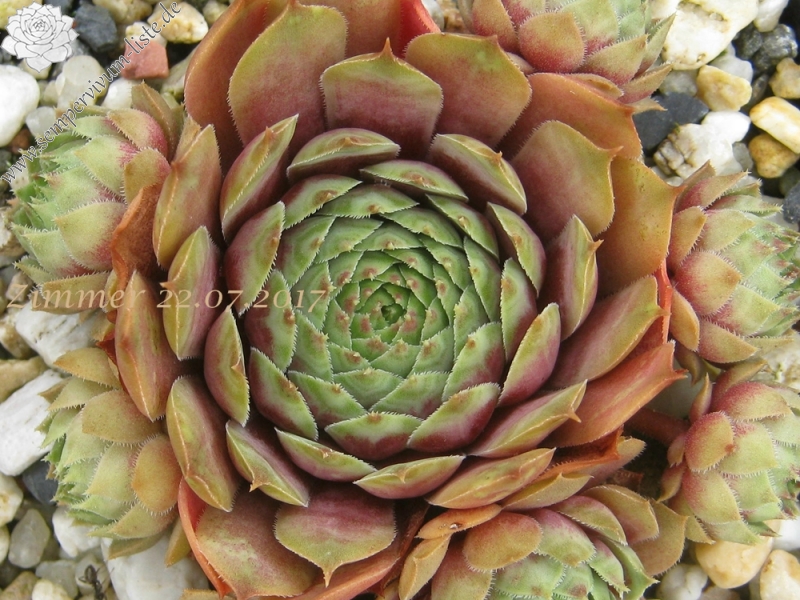 Aloysia
