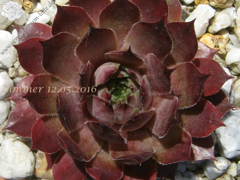 Arondina