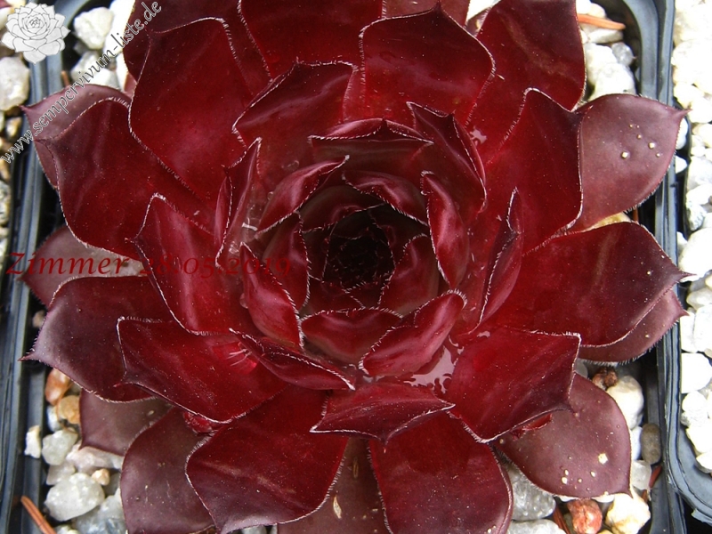 Caracallia