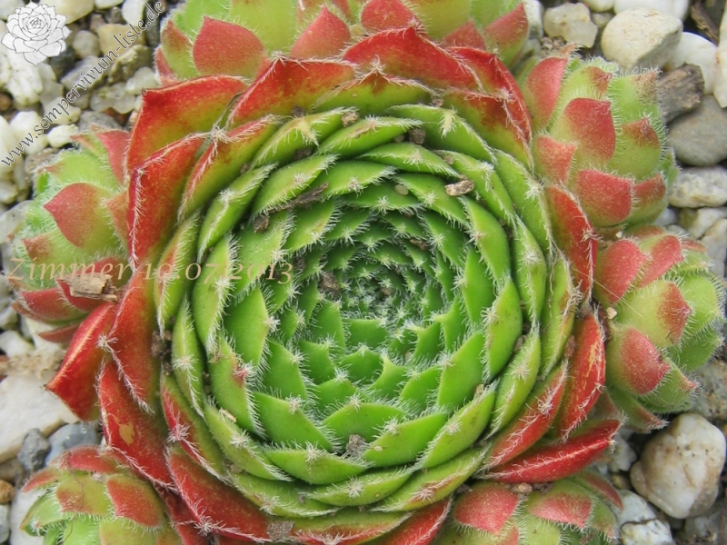 Cassiopeia
