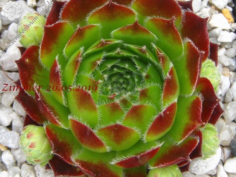 Cassiopeia