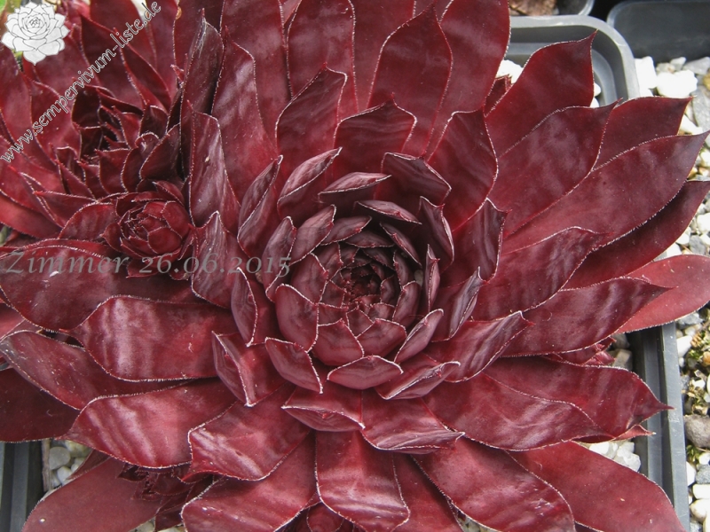 Drachenblut