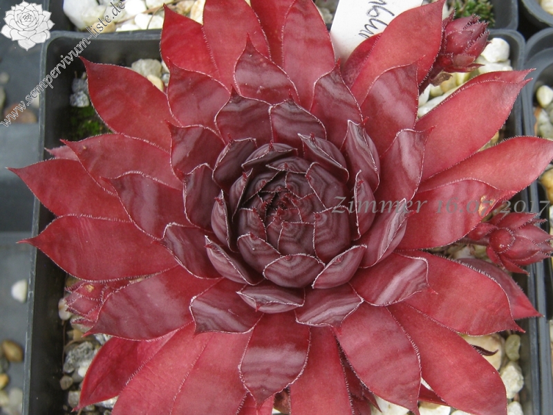 Drachenblut