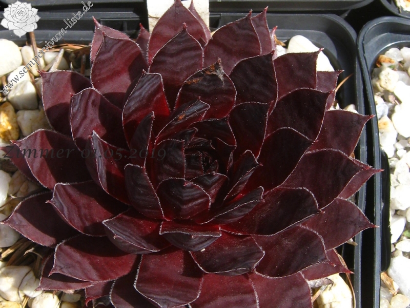 Drachenblut