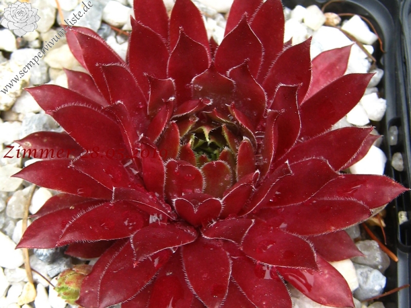Feu de Printemps