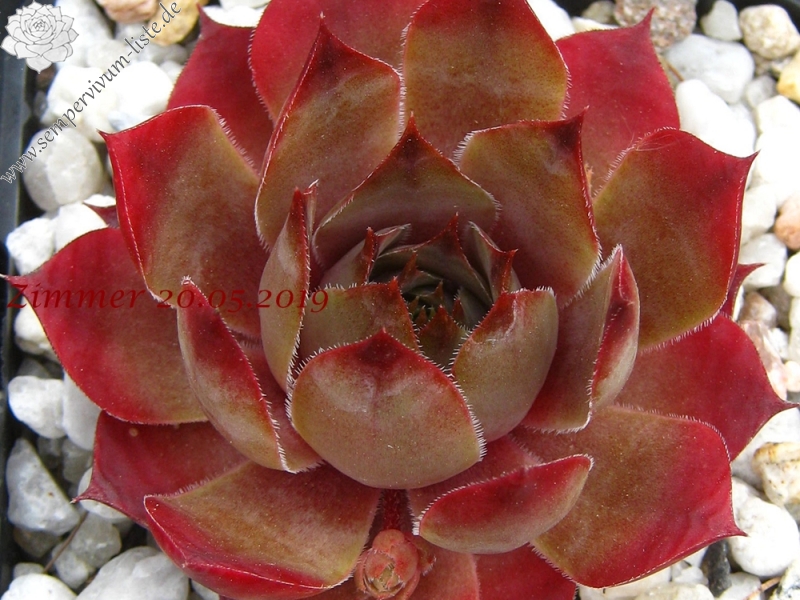 Giganteum
