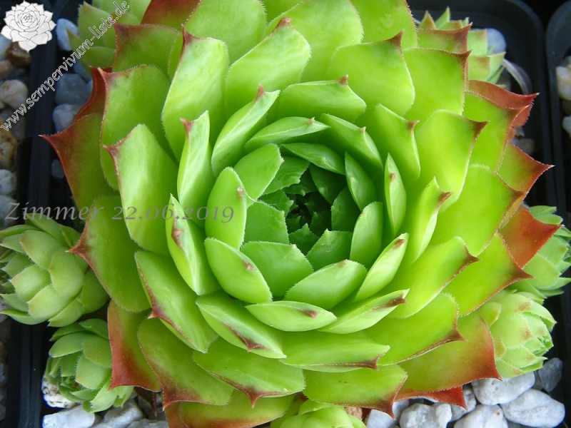 Green Giant