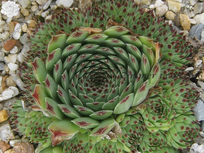Greenii