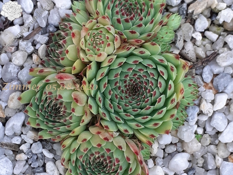 Greenii