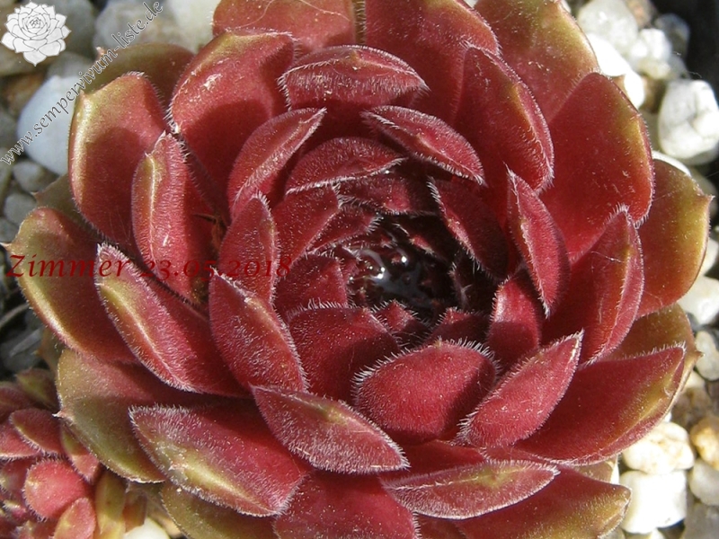 Haccombe Ruby