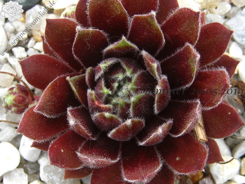Nanja