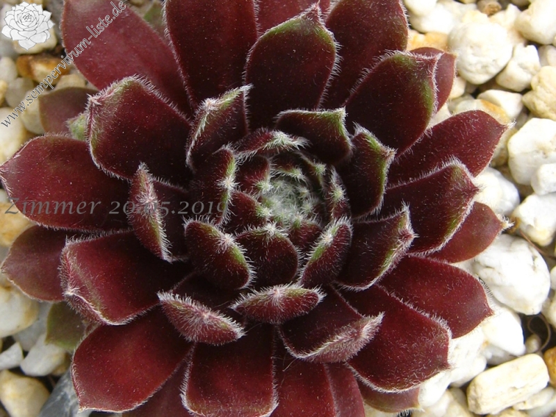 Nanja