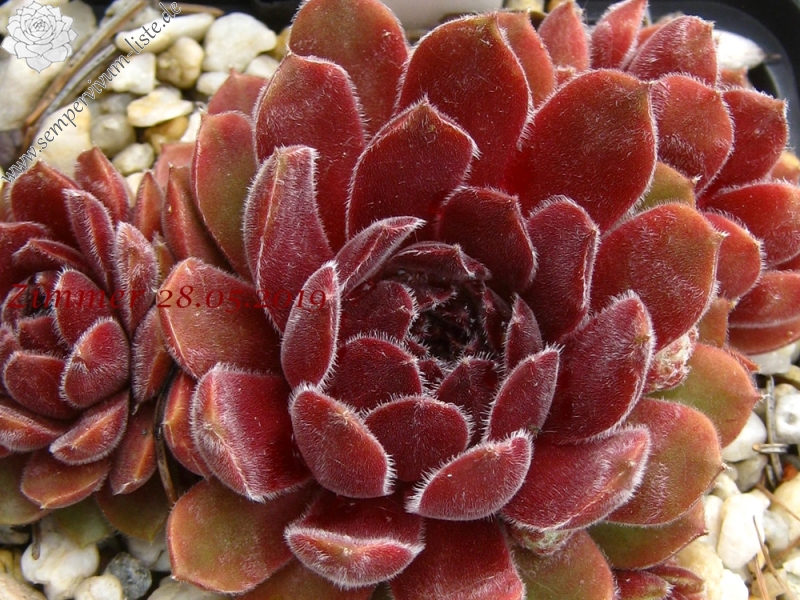 Niphetos