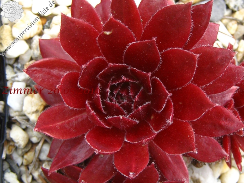 Pacific Hairy Hep
