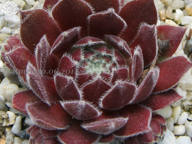 Pacific Spring Frost