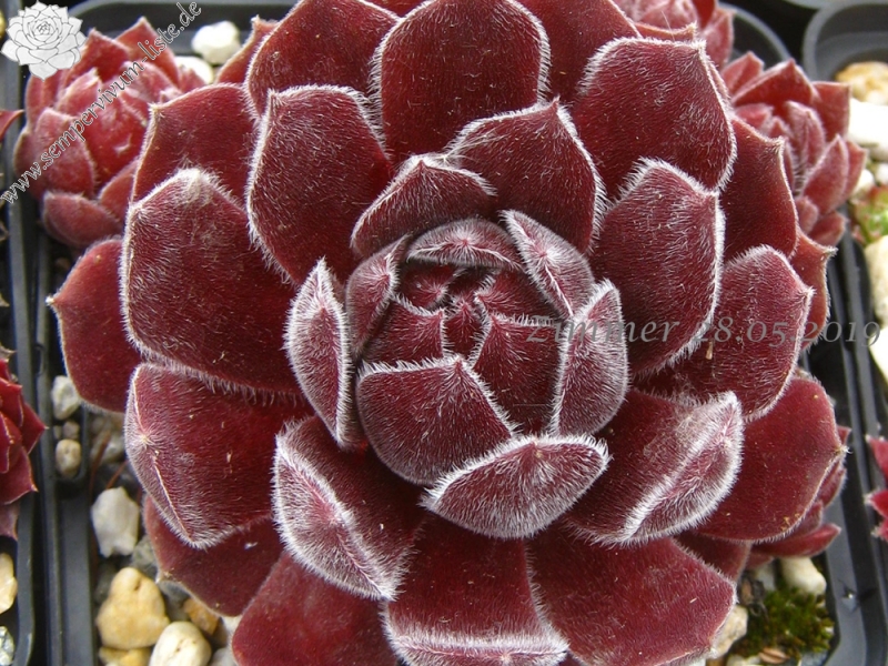 Pacific Spring Frost