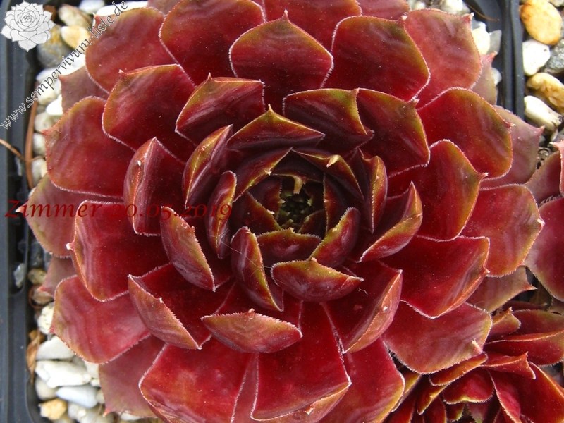 Red Glean