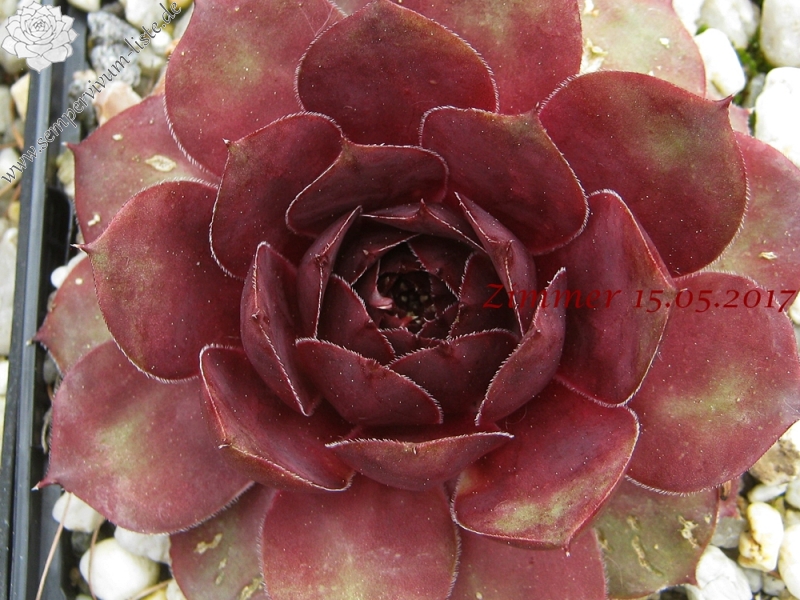 Red Joyce