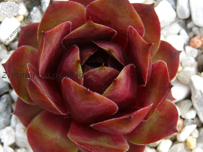 Red Joyce