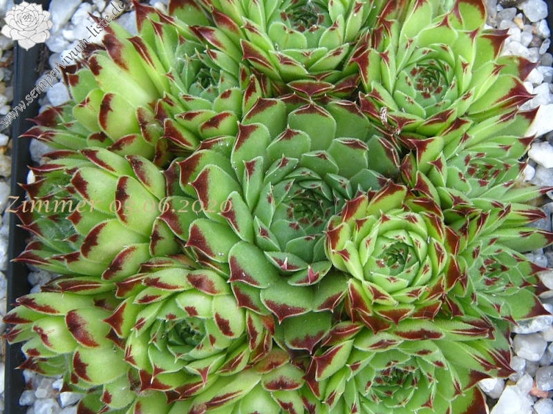 calcareum (spinifolium)