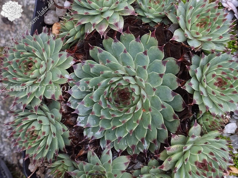 calcareum from Alpes Maritimes