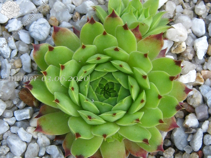 calcareum from La Vanoise