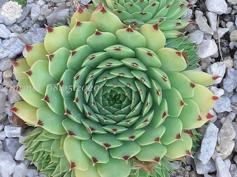 calcareum from La Vanoise