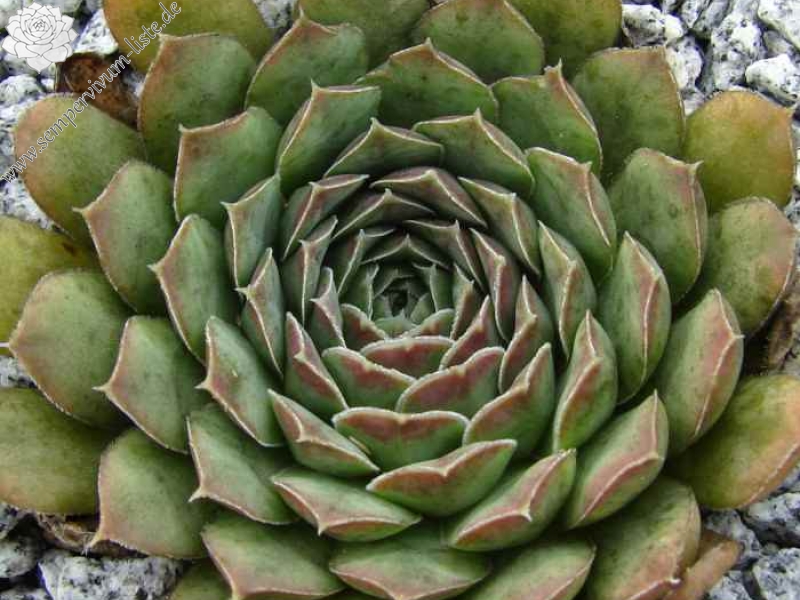 heuffelii from Korita, Durmitor