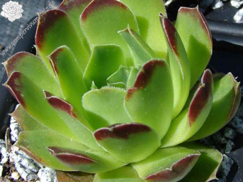 heuffelii (glabrum) from Galičica, Typ C PH1800