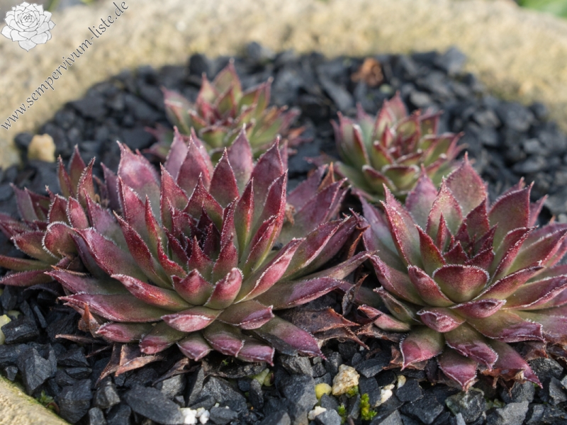 Betti Belinda im Winter