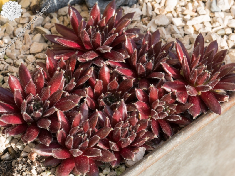 Bilbo Beutlin im Winter