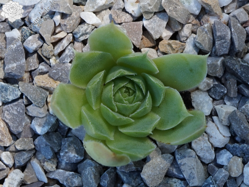 Korspelse Hiloria / Jovi