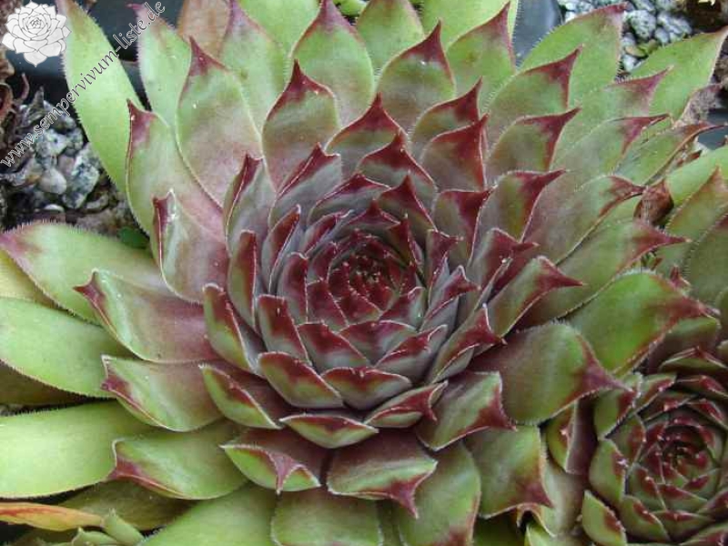 Maringa
