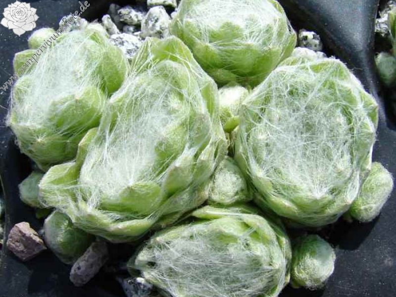 arachnoideum ssp. tomentosum from Gorges de Daluis