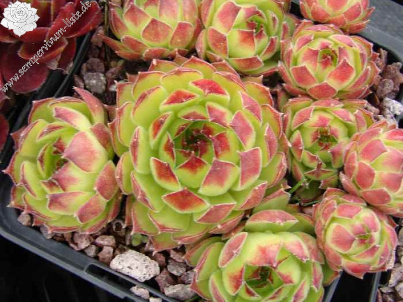 marmoreum ssp. matricum from Kováčovské kopce 