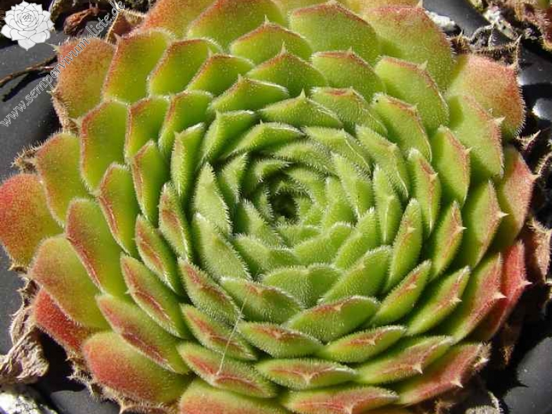 heuffelii from Bansko