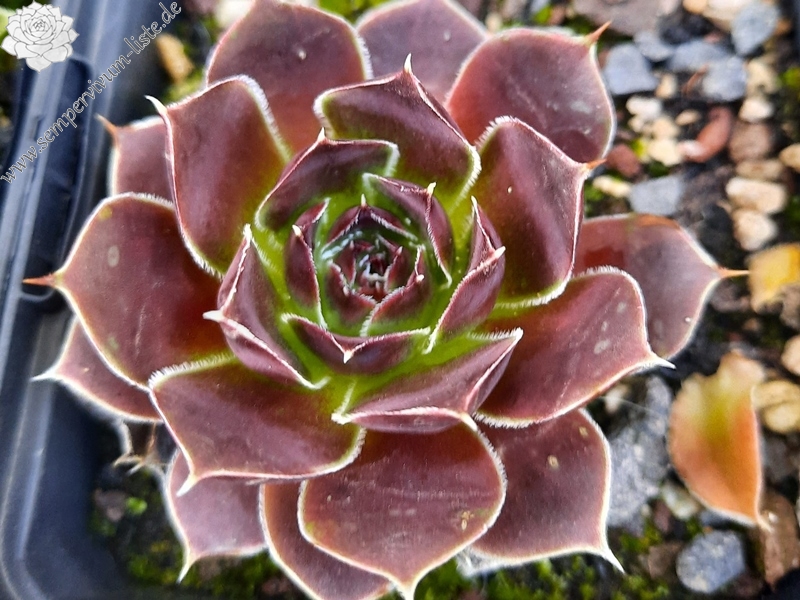 Korspelse Perdita / Jovi