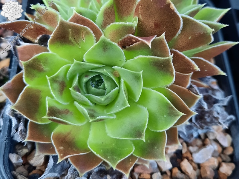 Korspelse Yelka / Jovi