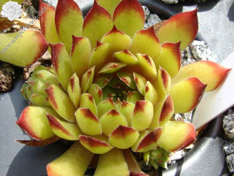 Black Forest Campfire