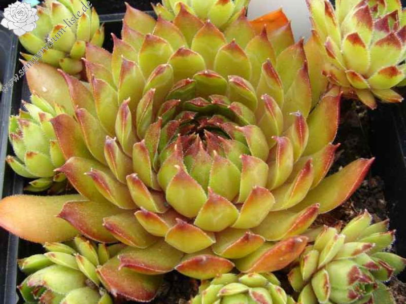 Black Forest Campfire