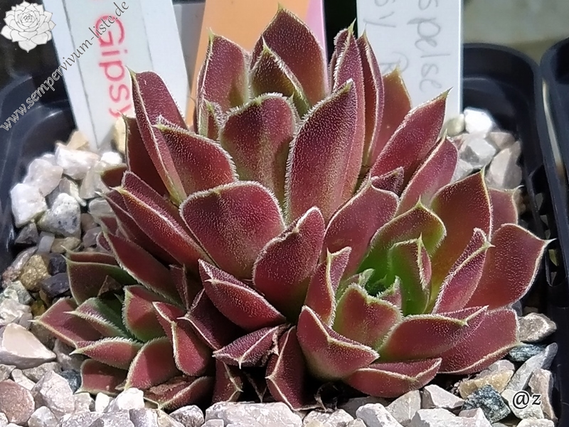 Korspelse Gipsy Rose / Jovi