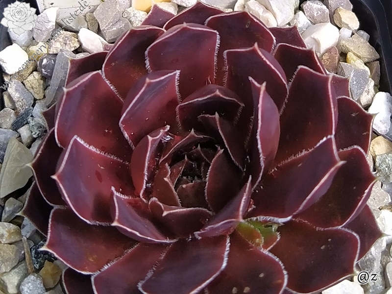 Korspelse Neesekin / Jovi